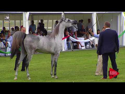 N.19 TF DAUPHINE - 2017 Italian Nationals - 2 Years Old Fillies (Class 2)