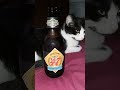 Ellie Approves! Boulevard Bob's 47 Oktoberfest is here!