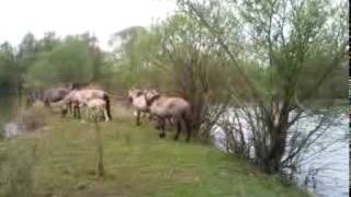 preview picture of video 'Wilde Konikpaarden Ooijpolder Millingen Theetuin april 2010 .mp4'