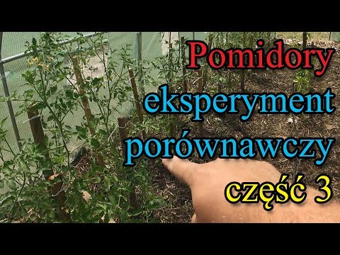 Tomato experiment part 3 - plant care