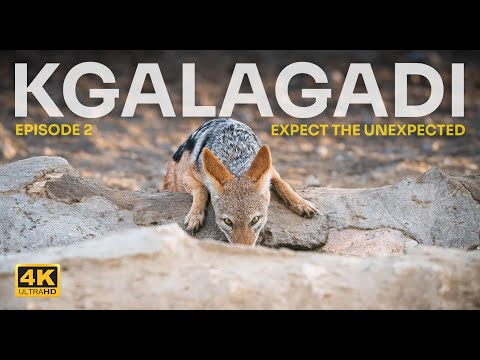 Kgalagadi: Expect the Unexpected - Episode 2 - Lions, Cheetah Kill and Wild Camping