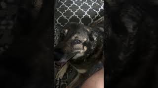 While I’m healing little Bella is sticking by my side #dog #germanshepherd #farming #shorts