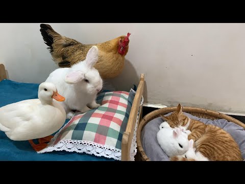 ¡Todos quedaron en shock! El gatito cuida a los conejitos y duerme con ellos. ¡Qué monada!