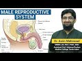Male Reproductive System | Male Reproductive System Class 12 | Male Reproductive System Anatomy