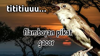 Download lagu Masteran flamboyan terpopuler-nyrecet nyuling mp3 Download lagu Masteran flamboyan terpopuler-nyrecet nyuling mp3