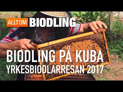 Beekeeping in Cuba - Professional Beekeeper Trip 2017