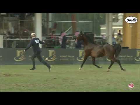 N 136 AL ARYAM HASHEEM   PSAIAHF 2022   Colts 2 Years Old Class 5