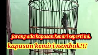 Download lagu kapasan kemiri nembak!!!@burung881 mp3