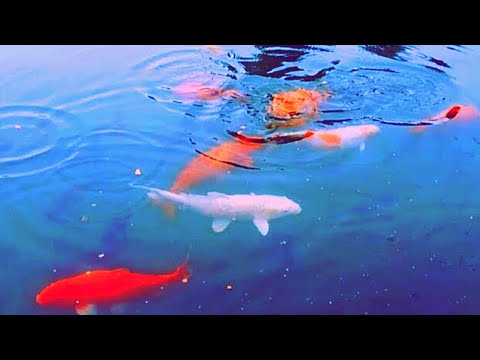 Wow amazing golden fishes,Carp, Kerala fish at field.