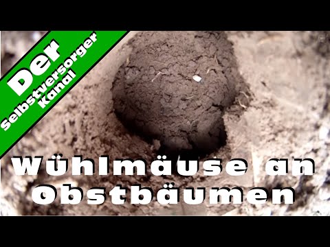 Die Nägel slojatsja die Behandlung von den Volksmitteln Die Beseitigung gribka der Nägel des Preises