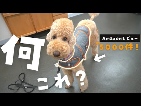 犬用サンダーシャツ:大晦日にペットを落ち着かせるものは他にありますか