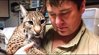 Rescued Bobcat Sends Everyone Into Tears After Seeing Her Rescuer