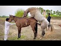 Wow Amazing Horse Breeding Video Horse Enjoy In Village