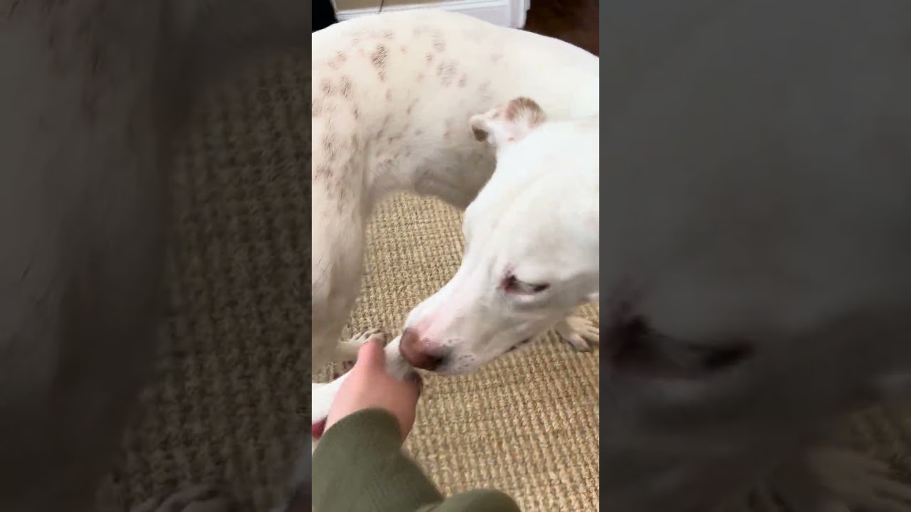 Enlarge Twix, a Adoptable mixed breed in Bedford Hills, NY video 2/6