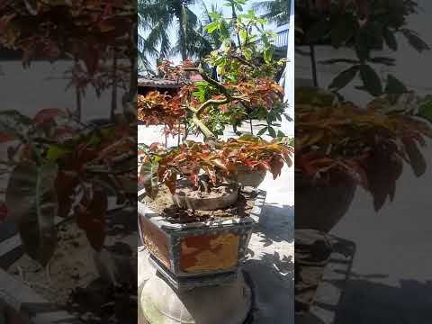 Cách trồng mai bình định tại miền bắc