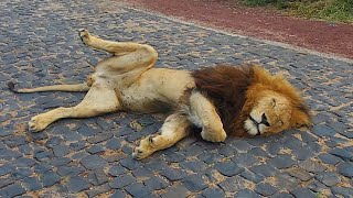 Sleeping male 🦁