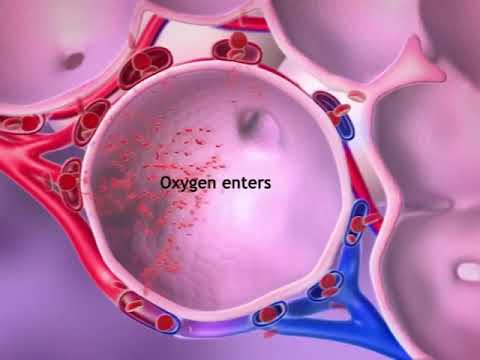 Oxygen & CO2 Exchange  Learn@Visible Body