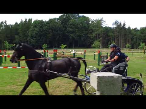 Fahrturnier Alfhausen 22.5.2022