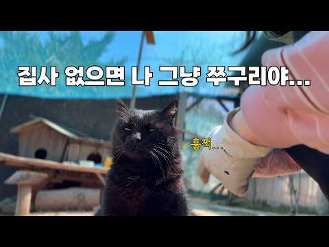 나이 먹어 서러운 고양이...