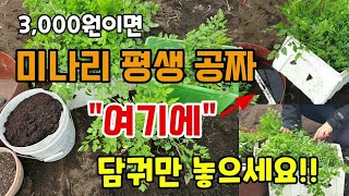 3000원이면 미나리 평생 공짜 여기에 담궈만 놓으면 1년 내내 미나리 수확합니다 #미나리키우기 #미나리밭만…