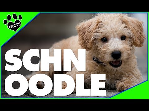 download lagu mp3 mp4 Schnoodle Puppies, download lagu Schnoodle Puppies gratis, unduh video klip Schnoodle Puppies