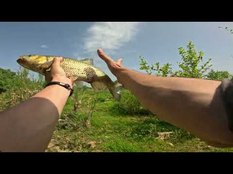 Kasna (Tatlı Su Kefali) Avı, Dev Balıklar Tuttuk