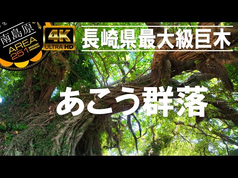 あこう群落（天然記念物）南島原市口之津町早崎港