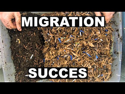 3 Red Wiggler Compost Worm Bins - 2 Stages of Migrations