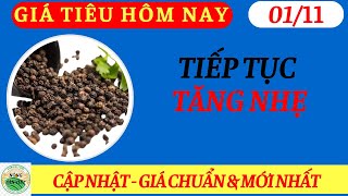Giá Tiêu Hôm Nay Ngày 01/11/2024| Giá Tăng Mạnh Đầu Tháng, Kỳ Vọng Đỉnh Mới