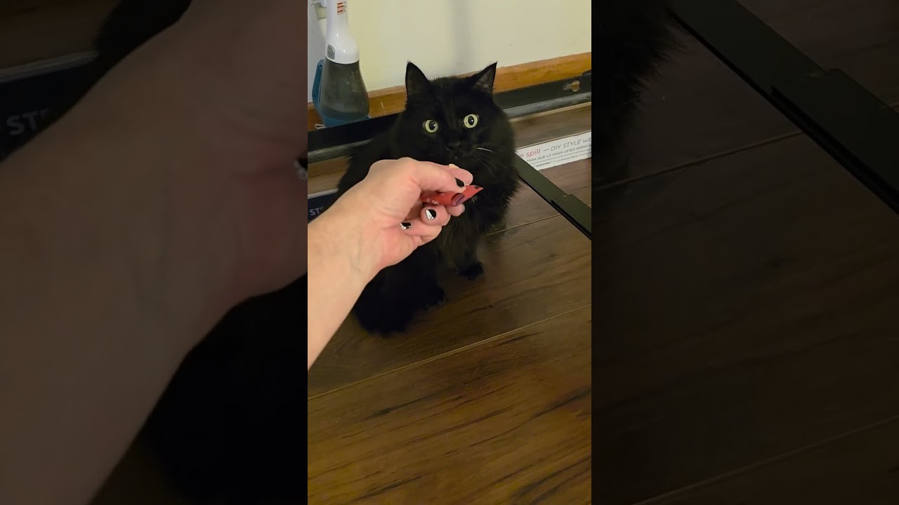Enlarge Koal, a Adoptable Domestic Long Hair in Jamesville, NY video 6/6