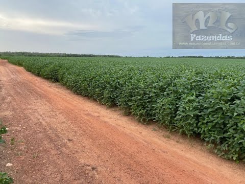 FAZ 396 - Fazenda em Santa Maria Tocantins com 4.070,00 hectares | rica em água - ML FAZENDAS