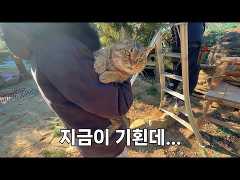 산골짜기 고양이들의 낡고 오래된 집, 삭아가고 있습니다.