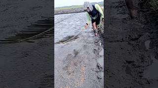 Traditional Rice Planting Method