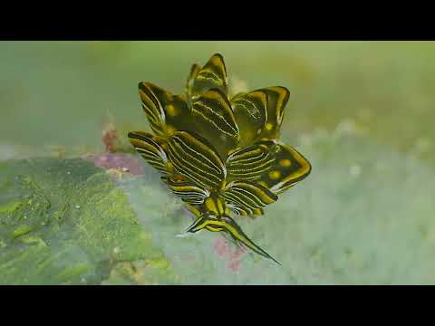 25 Sea Slugs - scuba diving video