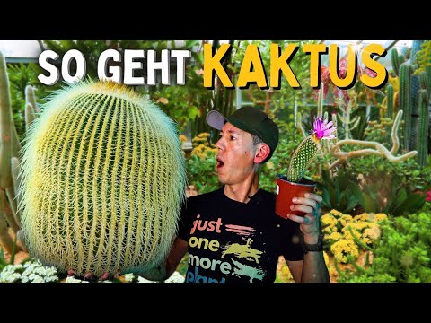 sticker kaktus Cactus with Pink Flower Sticker main image 1