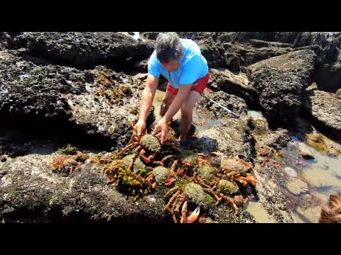 COASTAL FORAGING -- MY BIGGEST EVER HAND CAUGHT BLUE LOBSTER,  SPIDER CRABS AND PRIME SUMMER PRAWNS