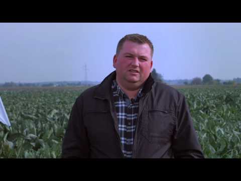 Delfan plus w uprawie brokuła I kalafiora: “wiekszy wigor roślin” (PL)