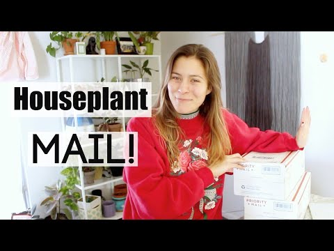 Steve's Leaves Houseplant Unboxing! | PLANT HAUL!