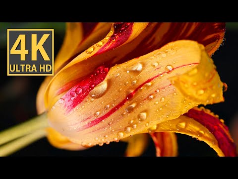 Captivating Tulips in Spring | 4K Video | Macro Photography