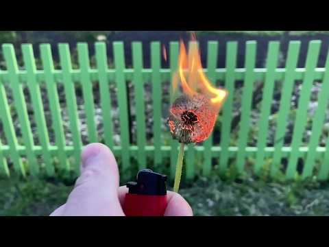 Dandelions In Fire. Slow motion