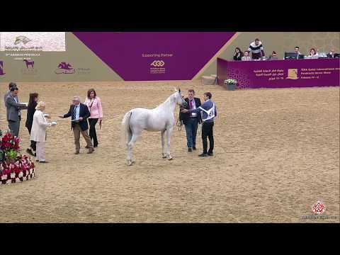 N 61 JUWAIRIAH AL NASSER   10th Qatar International Arabian Peninsula Horse Show 2020   3 Years Old