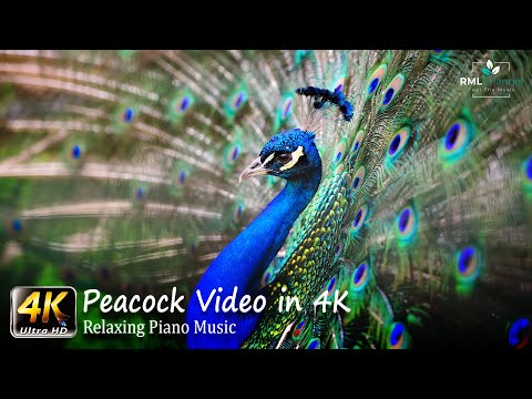 Peacock Video in 4K - 4K Video in Ultra HD - Beautiful Indian Peacock Dancing
