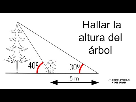 HALLAR LA ALTURA DEL ÁRBOL. Trigonometría Básica