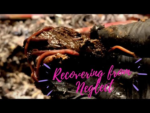 Migration Harvest After Worms Were Neglected for 103 Days