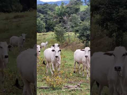 Fazenda de 200 alqueires em Morro Agudo de Goiás- 62 9 8623 3788 Cf. 36.567