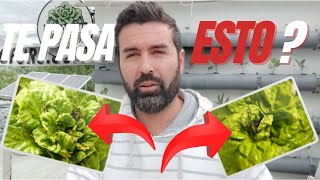 Cómo Corregir la Deficiencia de Calcio en Cultivos: Causas, Síntomas y Soluciones Efectivas