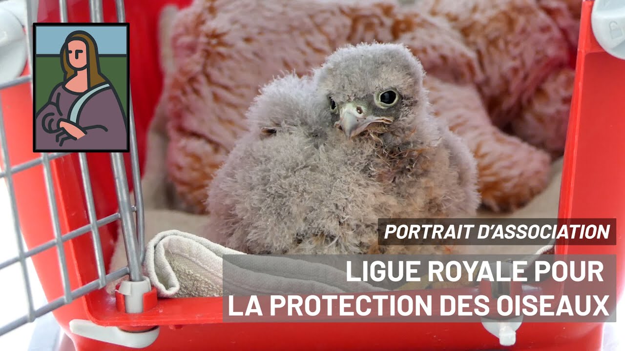 La Ligue Royale Belge pour la Protection des Oiseaux