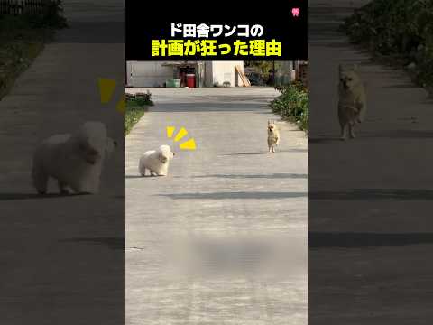 優雅に歩きたかったド田舎ワンコ