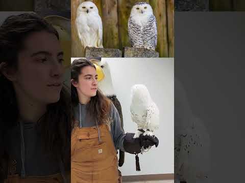Male vs. Female Snowy Owl #SnowyOwl #DidYouKnow #FunFactFriday