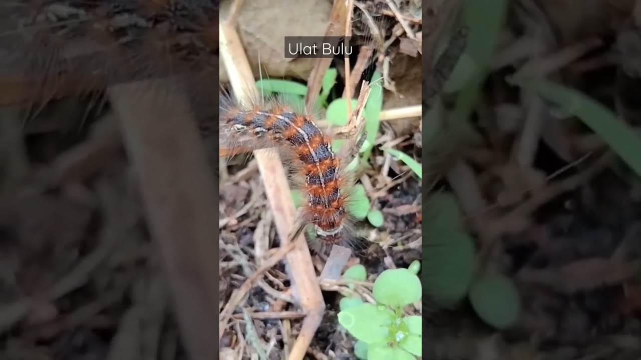 Ulat Bulu Caterpillar 😀#anymanything #animals #caterpillar